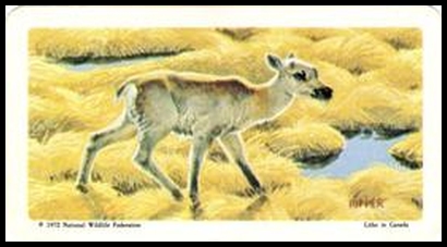 72BBATY 42 Barren Ground Caribou.jpg